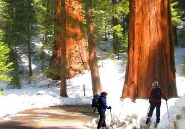 hike to mariposa  grove of sequoias.jpg